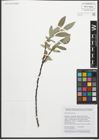 Foto von Salix glaucosericea Flod.